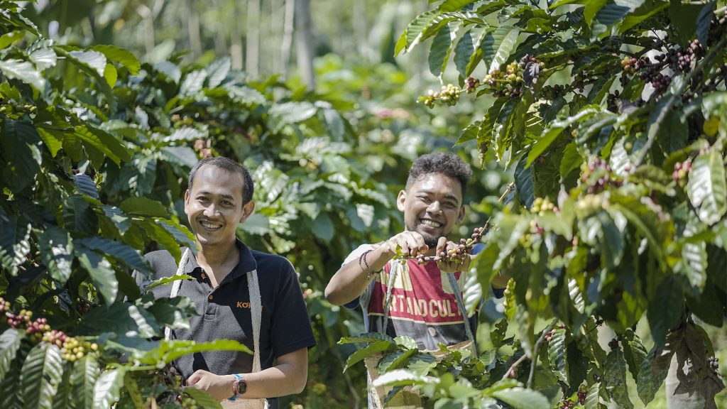 coffee supplier from indonesia